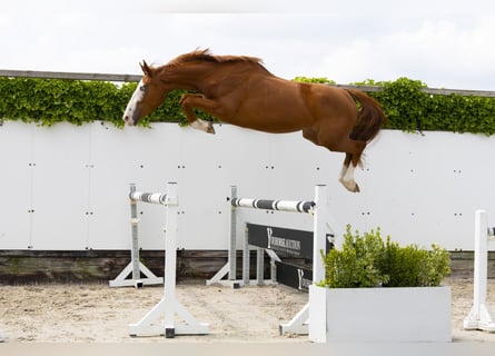 Zangersheider, Mare, 3 years, Chestnut-Red