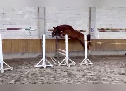 Zangersheider, Mare, 3 years, Chestnut