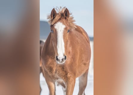 Zangersheider, Mare, 3 years