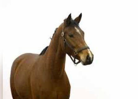 Zangersheider, Mare, 4 years, 15,2 hh, Brown