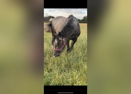 Zangersheider, Mare, 4 years, 15.2 hh, Grey