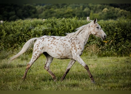 Zangersheider, Mare, 4 years, 15 hh, Leopard-Piebald