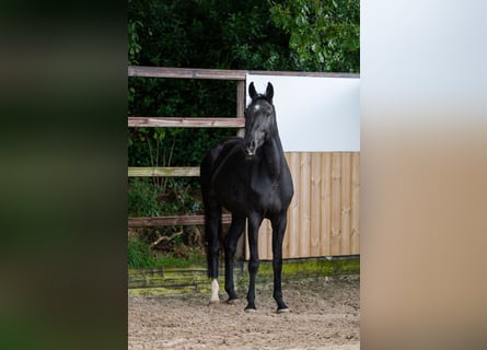 Zangersheider, Mare, 4 years, 15,1 hh, Black