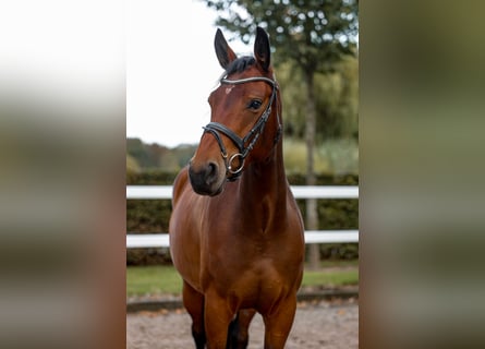 Zangersheider, Mare, 4 years, 15,2 hh, Brown
