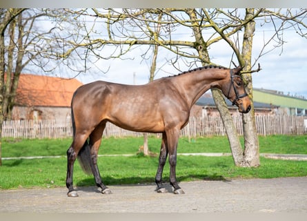 Zangersheider, Mare, 4 years, 15,3 hh