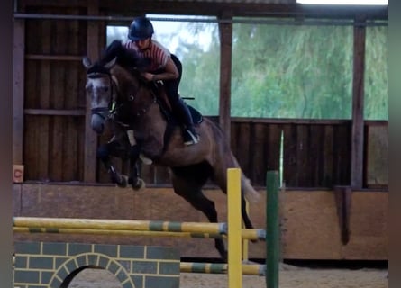 Zangersheider, Mare, 4 years, 16,1 hh, Gray