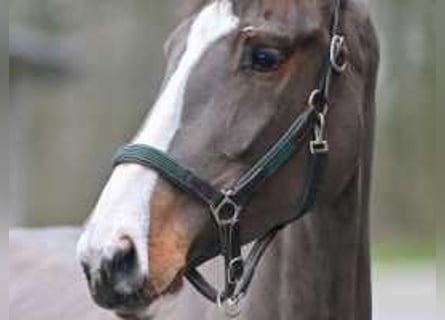 Zangersheider, Mare, 4 years, 16,3 hh, Bay