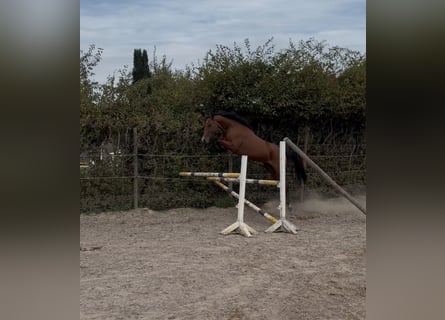 Zangersheider, Mare, 4 years, 16 hh, Brown