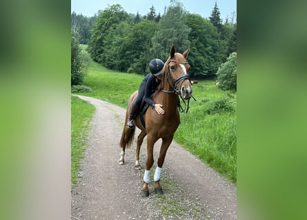 Zangersheider, Mare, 4 years, 16 hh, Chestnut-Red