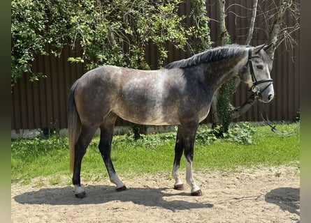 Zangersheider, Mare, 4 years, 16 hh, Gray