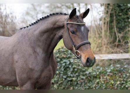 Zangersheider, Mare, 4 years, 16 hh