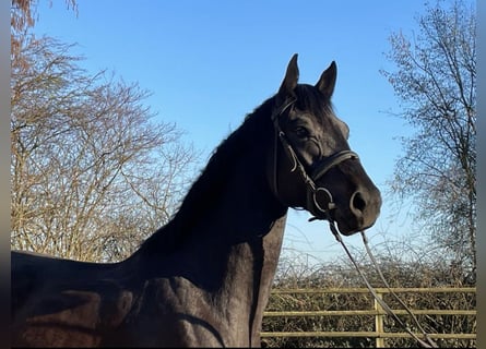 Zangersheider, Mare, 4 years, 16 hh, Smoky-Black