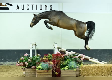 Zangersheider, Mare, 4 years, 16,1 hh, Bay-Dark