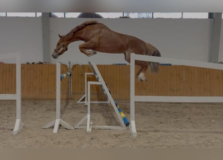 Zangersheider, Mare, 4 years, 16,1 hh, Chestnut-Red