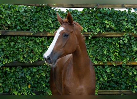Zangersheider, Mare, 4 years, 16,1 hh, Chestnut-Red