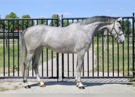Zangersheider, Mare, 4 years, 16,1 hh, Gray