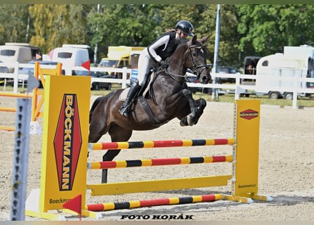 Zangersheider, Mare, 4 years, 16,1 hh