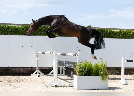 Zangersheider, Mare, 4 years, 16,2 hh, Bay-Dark