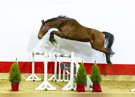 Zangersheider, Mare, 4 years, 17 hh, Brown