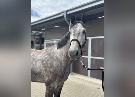 Zangersheider, Mare, 4 years, 17 hh, Gray-Dapple