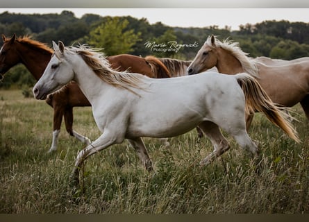 Zangersheider, Mare, 5 years, 15 hh, Champagne