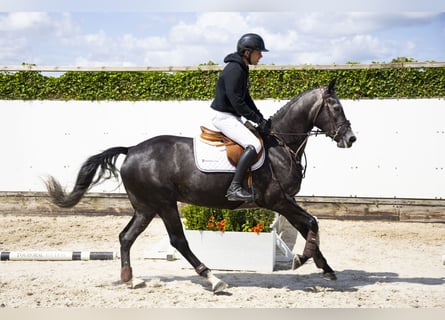 Zangersheider, Mare, 5 years, 15,2 hh, Grey