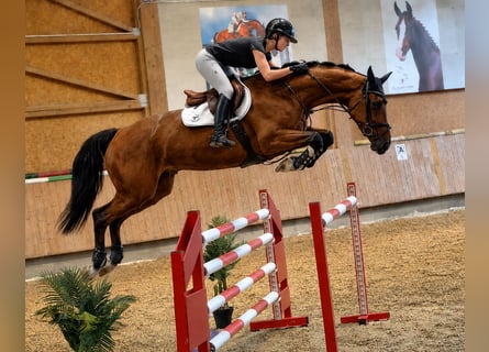 Zangersheider, Mare, 5 years, 16.1 hh, Brown
