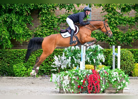 Zangersheider, Mare, 5 years, 16.1 hh, Brown