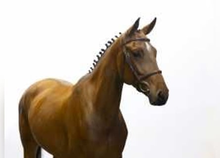 Zangersheider, Mare, 5 years, 16,1 hh, Brown