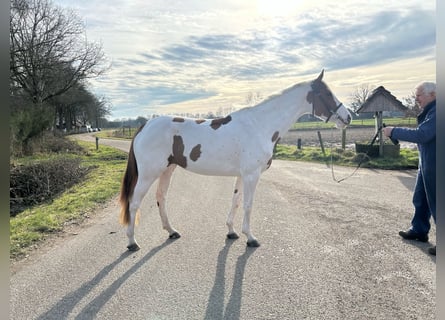 Zangersheider, Mare, 5 years, 16.1 hh