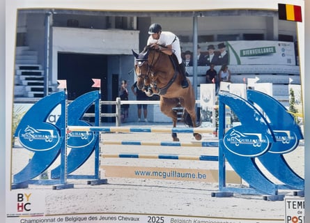 Zangersheider, Mare, 5 years, 16.1 hh