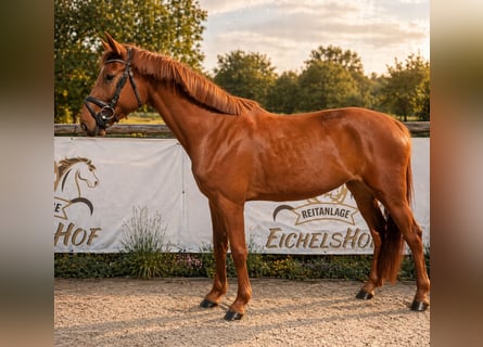 Zangersheider, Mare, 5 years, 16.2 hh, Chestnut-Red