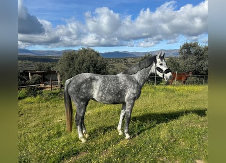 Zangersheider, Mare, 5 years, 16 hh, Gray