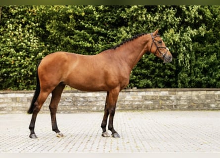 Zangersheider, Mare, 5 years, 16,1 hh, Brown