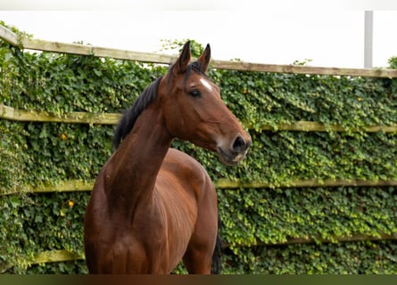 Zangersheider, Mare, 5 years, 16,1 hh, Brown Zangersheider, Mare, 5 years, 16,1 hh, Brown