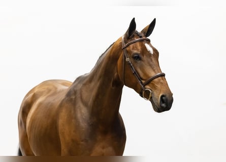 Zangersheider, Mare, 5 years, 16,1 hh, Brown