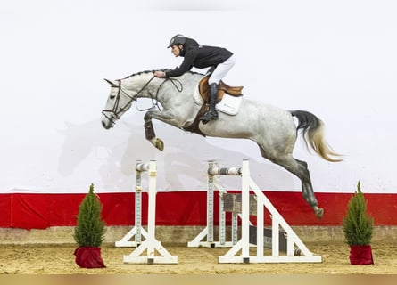 Zangersheider, Mare, 5 years, 16,1 hh, Grey