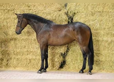 Zangersheider, Mare, 5 years, 16,2 hh, Bay