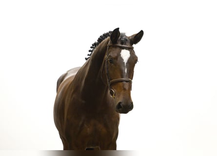 Zangersheider, Mare, 5 years, 16,2 hh, Brown