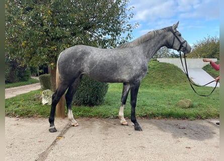 Zangersheider, Mare, 5 years, 16,2 hh, Grey