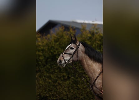 Zangersheider, Mare, 5 years, 16,2 hh