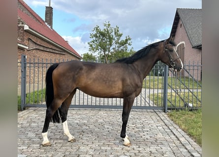 Zangersheider, Mare, 5 years, 16,2 hh, Smoky-Black