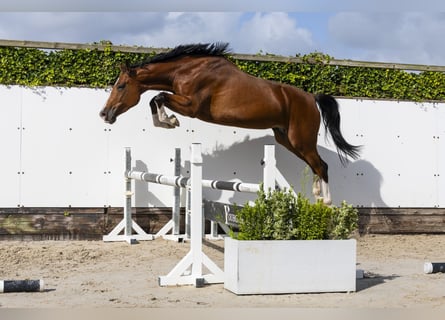 Zangersheider, Mare, 5 years, 17 hh, Brown