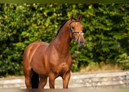 Zangersheider, Mare, 5 years, Brown