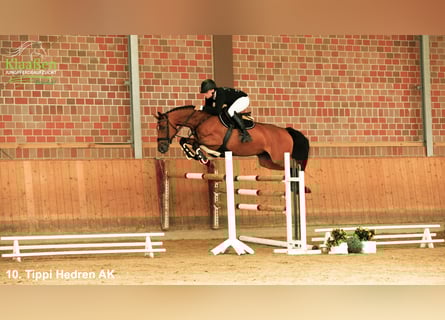 Zangersheider, Mare, 5 years, Brown