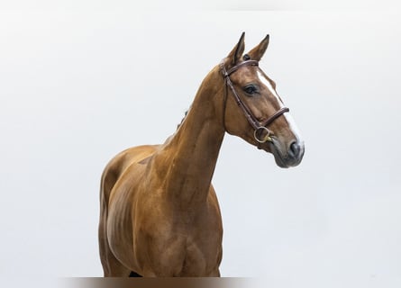 Zangersheider, Mare, 6 years, 15.2 hh, Brown