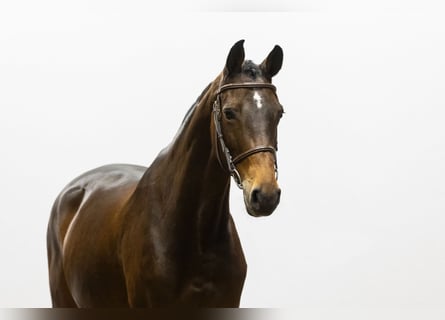 Zangersheider, Mare, 6 years, 15,2 hh, Brown