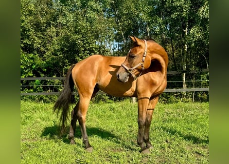 Zangersheider, Mare, 6 years, 15,1 hh, Brown