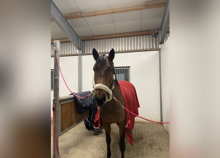 Zangersheider, Mare, 6 years, 15,3 hh, Brown