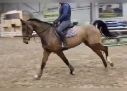 Zangersheider, Mare, 6 years, 16,1 hh, Bay-Dark